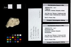 Foto (Objekt + Etikett) von Mundopsidae indet.  (NHMW-GEO-1990-0041-2732)